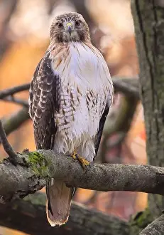 Red-tailed Hawk perched on a branch tree in the forest, Quebec, Canada