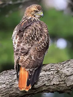 Quebec Canada Prints: Red-tailed Hawk perched on a branch tree in the forest, Quebec, Canada