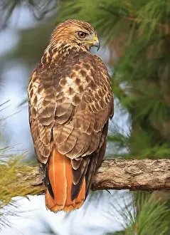 Quebec Canada Prints: Red-tailed Hawk perched on a branch tree in the forest, Quebec, Canada