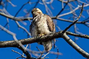 Southwestern Prints: A Red Tailed Hawk perched in a tree in Southwestern Ontario, Canada