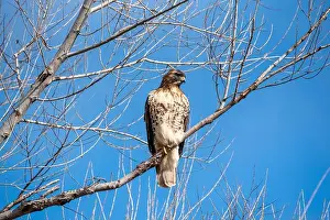 Refuge Prints: A red tailed hawk perched on a willow tree on a winter day at the Sacramento Wildlife refuge