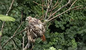 Red Tailed Prints: red tailed hawk sitting on tree branch during rain (wet bird grooming itself)