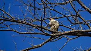 Hawk Prints: A Red Tailed Hawk at Thornwald Park in Carlisle, Pennsylvania