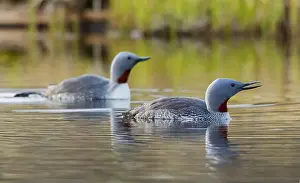 Ken Archer Prints: Red-throated loon pair at home in a tundra pond of the arctic habitat of Alaska
