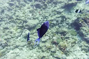 Underwater Photography Prints: Red-toothed triggerfish (Odonus niger) in the coral reef of Maldives island