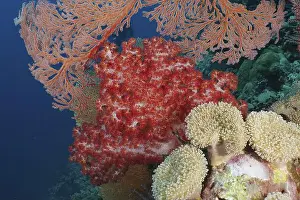 Fan Coral Prints: Red tree coral (Dendronephthya)