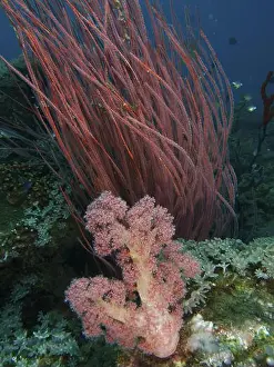 Different Coloured Prints: Red tree coral (Dendronephthya)