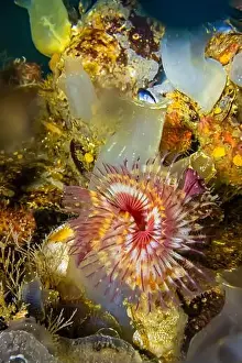 Salish Sea Prints: Red-trumpet Calcareous Tubeworm
