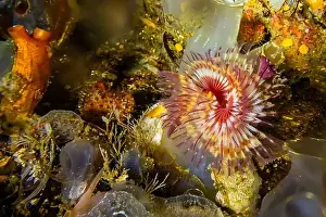 Puget Sound Prints: Red-trumpet Calcareous Tubeworm