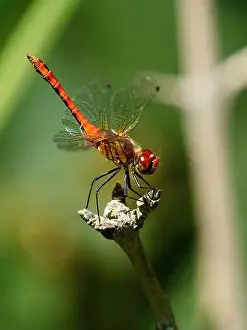 A red-veined darter arches on its perch as it attempts to cool down and minimise the area exposed to the hot sun