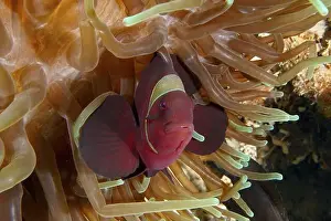 Red Coloured Prints: A red velvet anemonefish