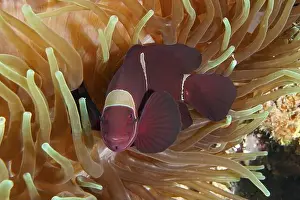 Outdoor Shots Prints: A red velvet anemonefish, spiny anemonefish (Amphiprion biaculeatus)