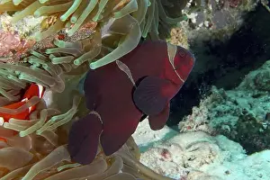 Outdoor Shots Prints: A red velvet anemonefish, spiny anemonefish (Amphiprion biaculeatus) swimming between the tentacles of a sea anemone