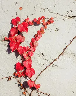 Creeper Prints: Red vine plant on the wall