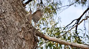 Catching Prints: Red wattlebird, catching an insect