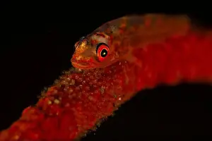 Embryo Prints: Red whip coral goby (Bryaninops yongei) with eggs, Lembeh Strait, Indonesia