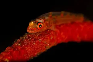 Embryo Prints: Red whip coral goby (Bryaninops yongei) with eggs, Lembeh Strait, Indonesia