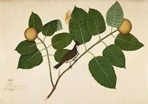 Canon Prints: Red-whiskered Bulbul and Aganais Ficus Moth on Kadamba Branch