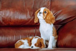 Wonderful Prints: Two red and white haired Cavalier King Charles Spaniel puppies settled down on couch at sweet home