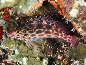 Underwater Scene Prints: A red and white patterned fish