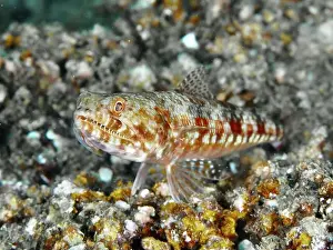 Bony Fishes Prints: Red and white patterned fish, marbled lizardfish (Synodus rubromarmoratus)
