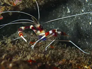 Water Animals Prints: Red and white striped Banded Coral Shrimp (Stenopus hispidus) between algae and rocks