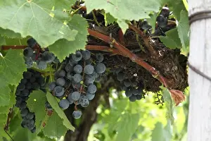 Missouri Prints: Red wine grapes of the Midwest. Augusta Missouri the Midwest's Napa Valley