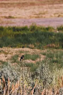 Western Desert Prints: red winged black bird perched on scrub brush