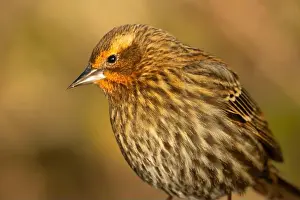 Fraser River Prints: Red-winged blackbird (Agelaius phoeniceus)