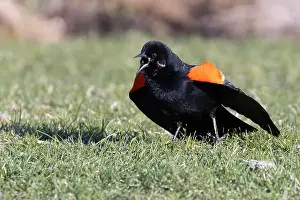 Blackbird Prints: red-winged blackbird (Agelaius phoeniceus) singing in spring