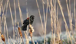 Cattails Prints: A red-winged blackbird Agelaius phoeniceus sings for a mate amongst cattails in a marshland in Canada