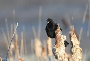 Cattails Prints: A red-winged blackbird Agelaius phoeniceus sings for a mate amongst cattails in a marshland in Canada