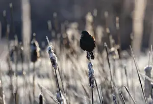 Cattails Prints: A red-winged blackbird Agelaius phoeniceus sings for a mate amongst cattails in a marshland in Canada
