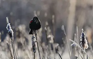 Cattails Prints: A red-winged blackbird Agelaius phoeniceus sings for a mate amongst cattails in a marshland in Canada