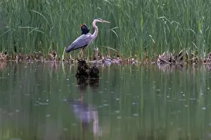 Blackbird Prints: Red-winged Blackbird attacking Great Blue Heron