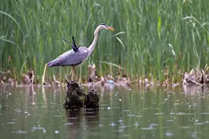 Blackbird Prints: Red-winged Blackbird attacking Great Blue Heron
