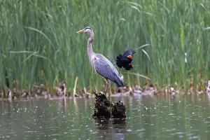 Blackbird Prints: Red-winged Blackbird attacking Great Blue Heron