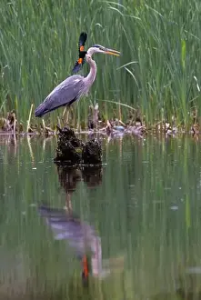 Blackbird Prints: Red-winged Blackbird attacking Great Blue Heron