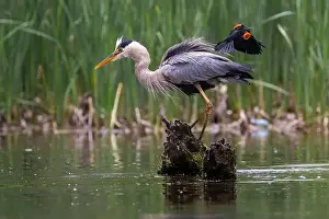 Blackbird Prints: Red-winged Blackbird attacking Great Blue Heron