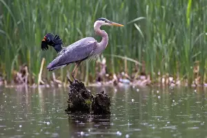 Blackbird Prints: Red-winged Blackbird attacking Great Blue Heron
