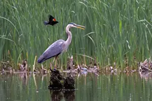 Blackbird Prints: Red-winged Blackbird attacking Great Blue Heron