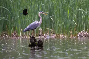 Blackbird Prints: Red-winged Blackbird attacking Great Blue Heron