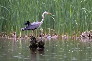 Blackbird Prints: Red-winged Blackbird attacking Great Blue Heron