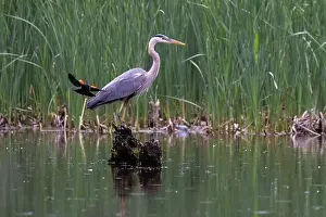 Blackbird Prints: Red-winged Blackbird attacking Great Blue Heron