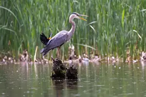 Blackbird Prints: Red-winged Blackbird attacking Great Blue Heron