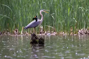 Blackbird Prints: Red-winged Blackbird attacking Great Blue Heron