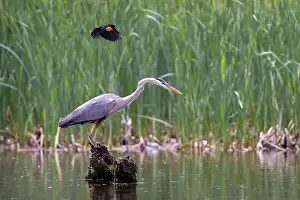 Blackbird Prints: Red-winged Blackbird attacking Great Blue Heron