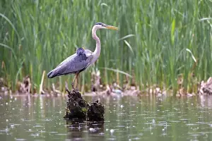 Blackbird Prints: Red-winged Blackbird attacking Great Blue Heron
