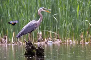 Blackbird Prints: Red-winged Blackbird attacking Great Blue Heron