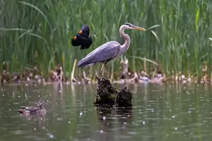 Blackbird Prints: Red-winged Blackbird attacking Great Blue Heron
